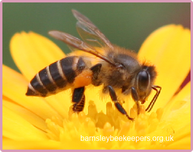 Honey Bee Species - Barnsley Beekeepers