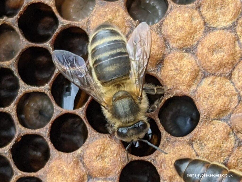 British Black Queen Bee, Northumberland Dark Bee