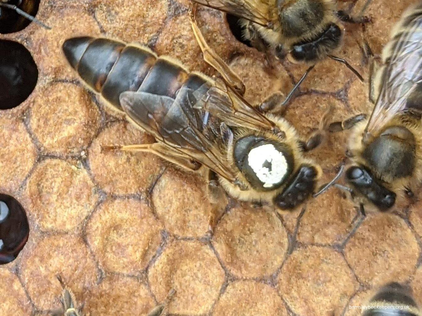 Honey Bee Sexes Barnsley Beekeepers