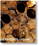 ☣ Important Notice: American Foulbrood Detected ☣ Important Notice: American Foulbrood Detected