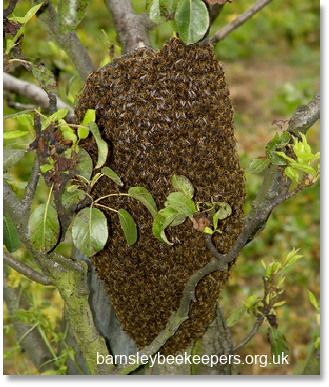 Swarm Prevention - Barnsley Beekeepers