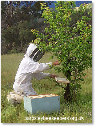 Swarm Control - Barnsley Beekeepers