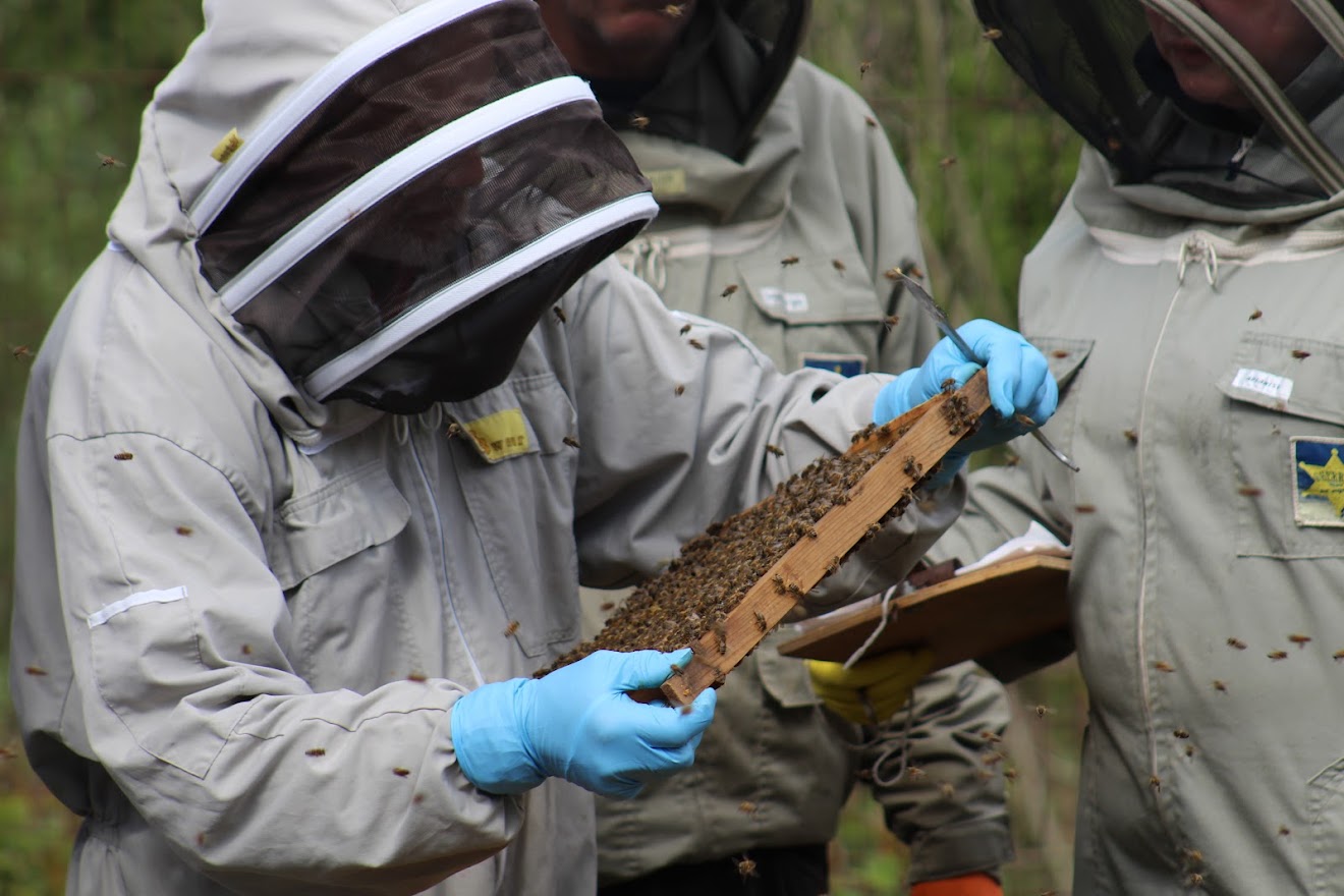 Honey Bee Species - Barnsley Beekeepers