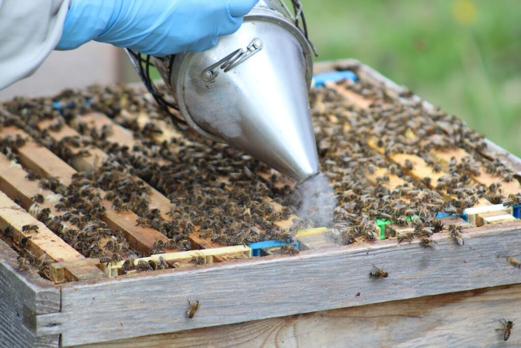 Colony inspection