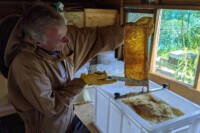 In our association apiary shed, we are able to lead workshops for members. Here is an uncapping and extraction workshop.
